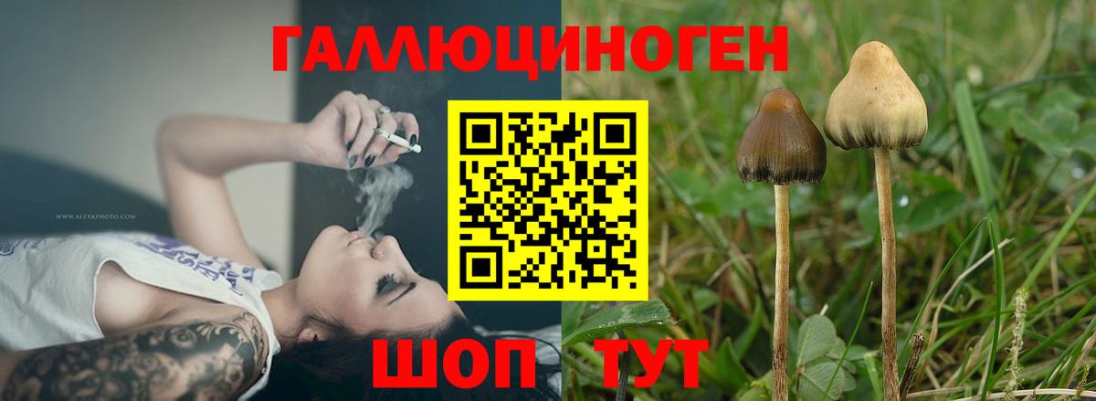 Галлюциногенные грибы мицелий  цена   Гудермес  Псилоцибиновые грибы Psilocybe 